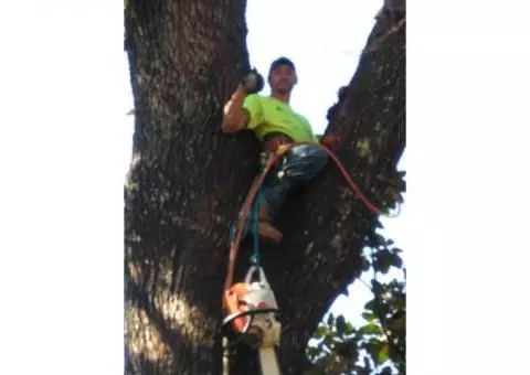 Tree Services for Mobile and Baldwin Counties Alabama